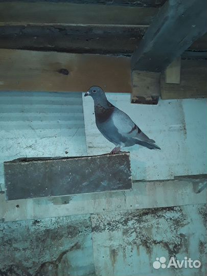 Голуби спортивные чехи