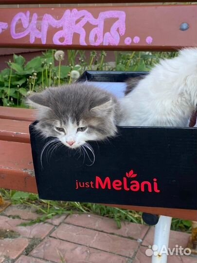 Сибирский котёнок