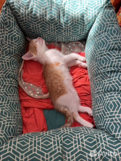 Котенок Рыжик в самые добрые руки