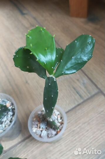 Кактус опунция