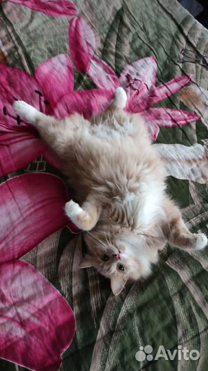 Котенок помесь британца и курильского бобтейла