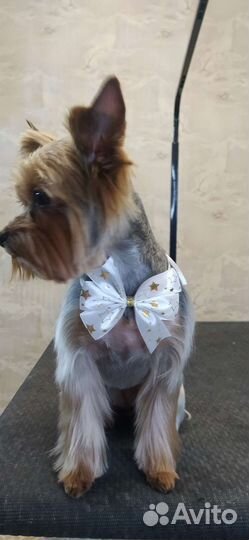 Стрижка собак и кошек / груминг/ищу грумера