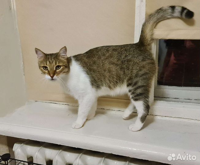 Кот Василий. Кастрирован