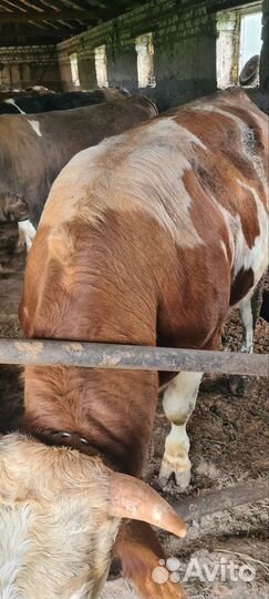 Быки сементалы