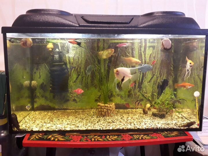 Аквариум