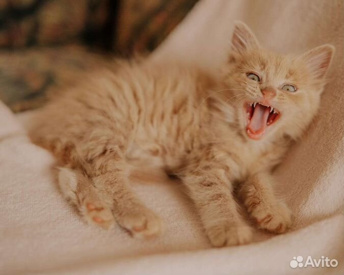 Пушистый рыжий котенок в дар 1,5 мес