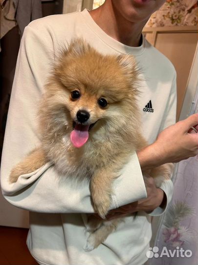 Померанский шпиц