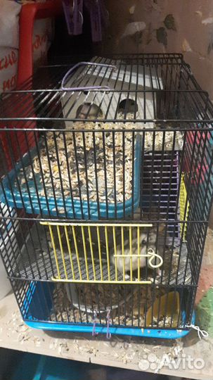 Хомяки с клеткой