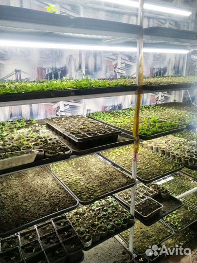 Рассада эустомы