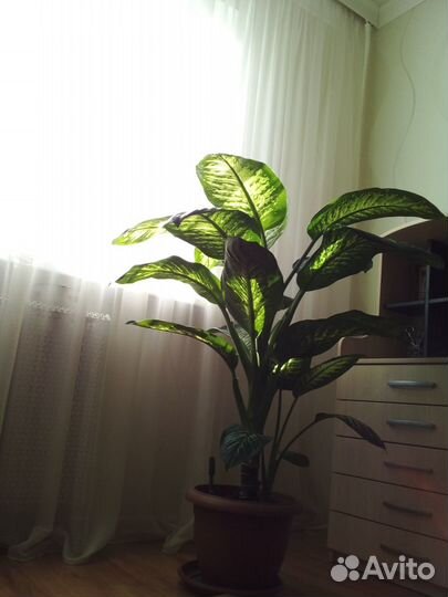 Диффенбахия Томас