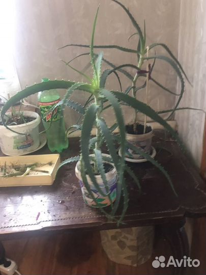 Алоэ столетник