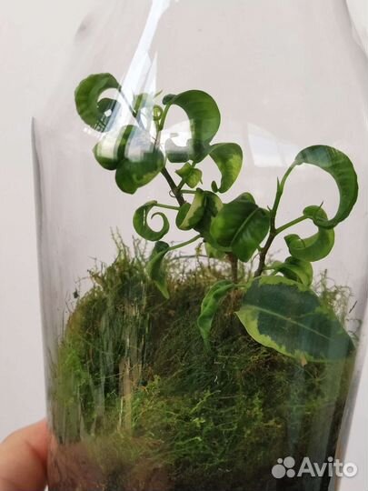 Флорариум с фикусом Ирен