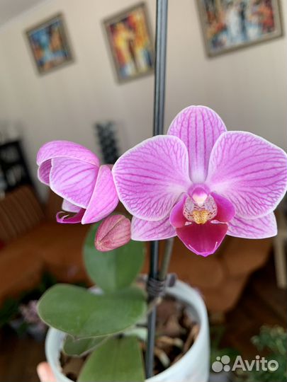 Орхидея фаленопсис