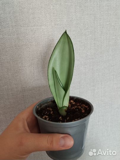 Сансевиерия Муншайн