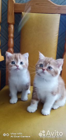 Шотландские прямоухие котята