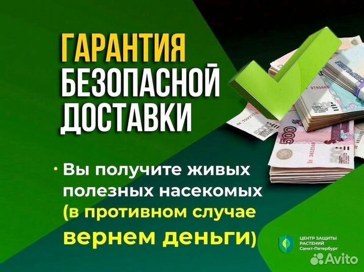 Энкарзия формоза (Encarsia formosa) от белокрылки