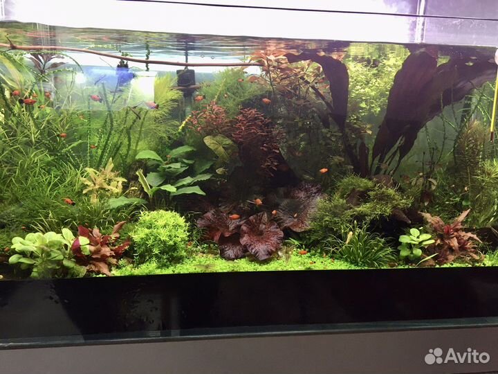 Теодоксусы, растения для аквариума