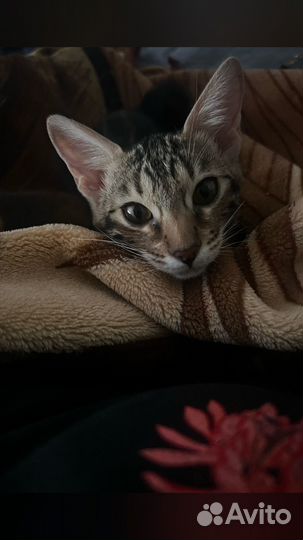 Бенгальская кошка