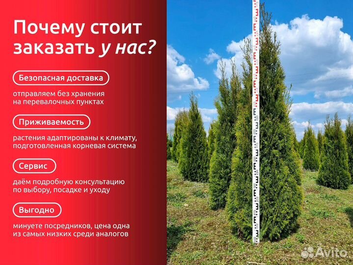 Туя, сосна, ель, можжевельник