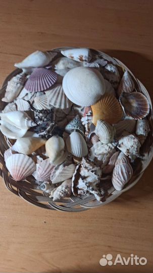 Ракушка декоративная