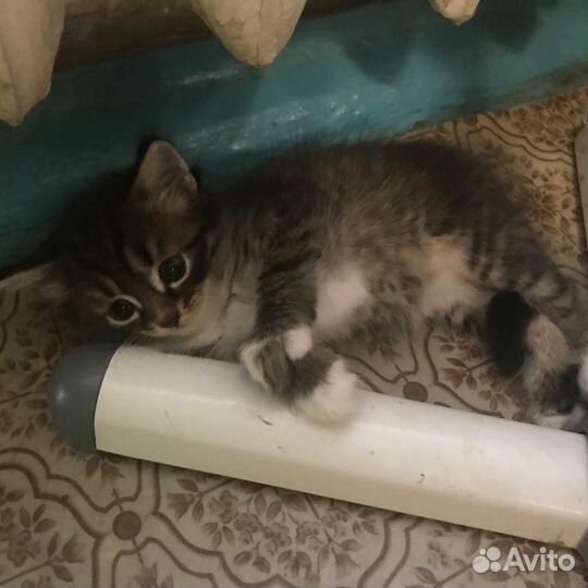 Котятки в добрые руки
