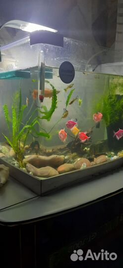 Аквариум
