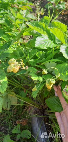 Рассада земляники