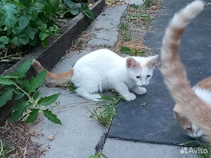 Котята в добрые руки бесплатно