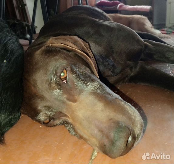 Курцхаар в добрые руки