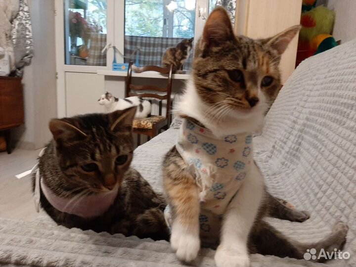 Котёнок девочка Машка в добрые руки
