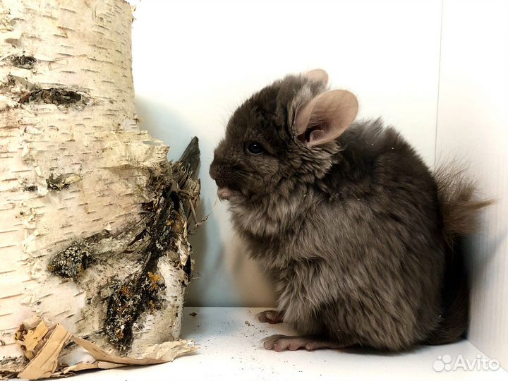 Шиншилла Ангора