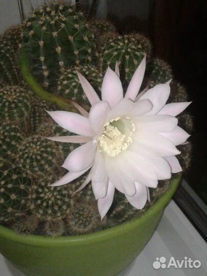 Кактус цветущий