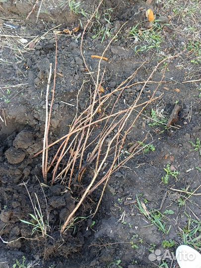 Ремонтантная малина