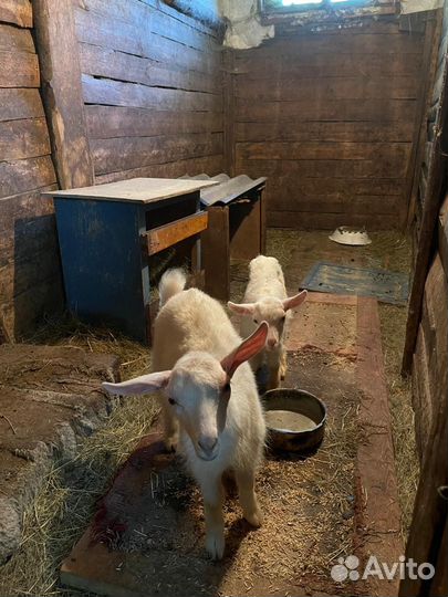 Продаются козлики зааненской породы