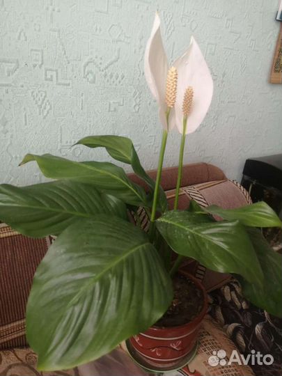 Спатифиллум