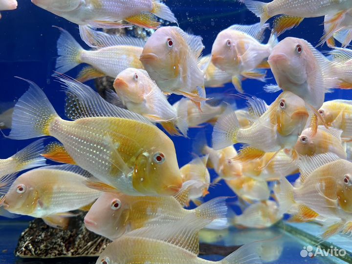 Акарихт Хекеля Альбинос