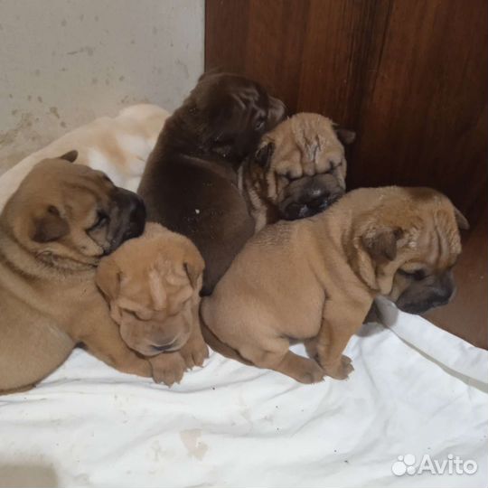 Щенки мини шарпея