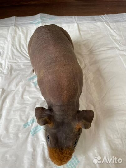 Лысая морская свинка Скинни