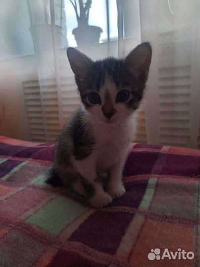 Очень милый котёнок в добрые руки бесплатно