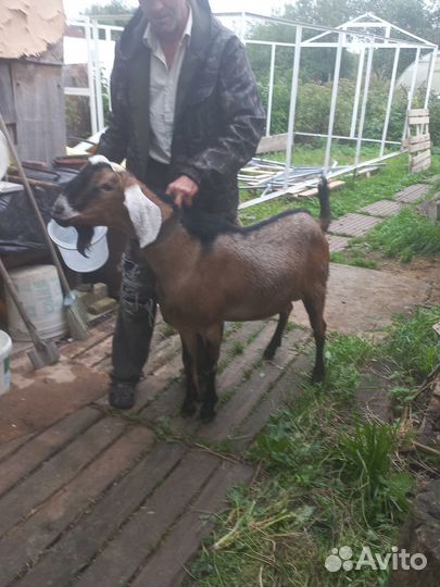 Англо нубийский козел