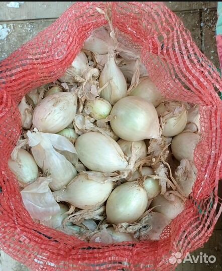 Лук на перо стардаст