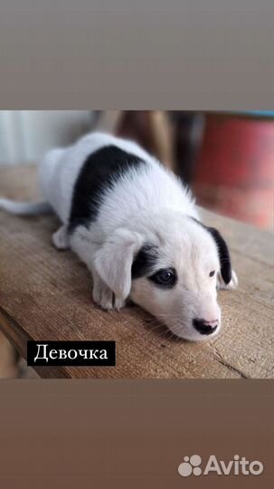 Щенок в добрые руки