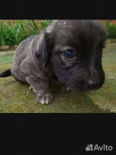 Маленькая дворняжка