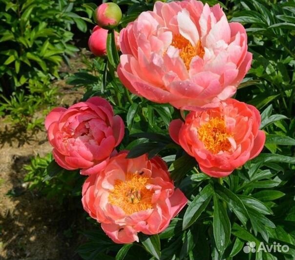 Пион Pink Hawaiian Coral