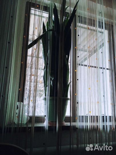 Комнатные цветы Сансевиерия и алоэ