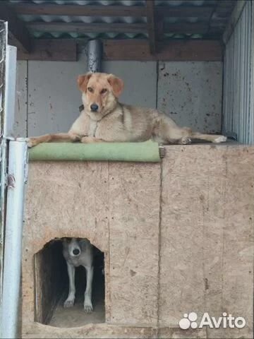 Обаятельные сестрички в добрые руки