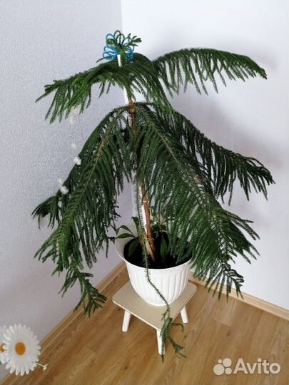 Araucaria heterophylla (Араукария разнолистная)