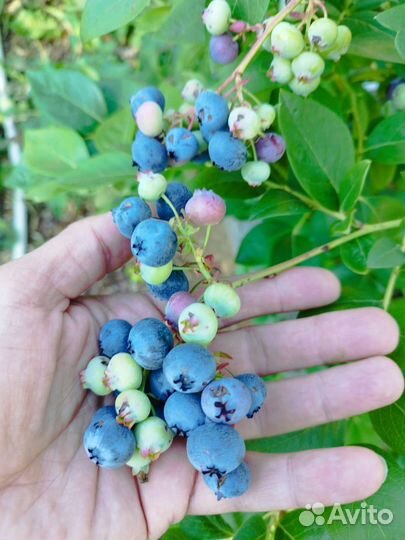 Саженцы голубики 2-х летки,ханна чойс, нортленд