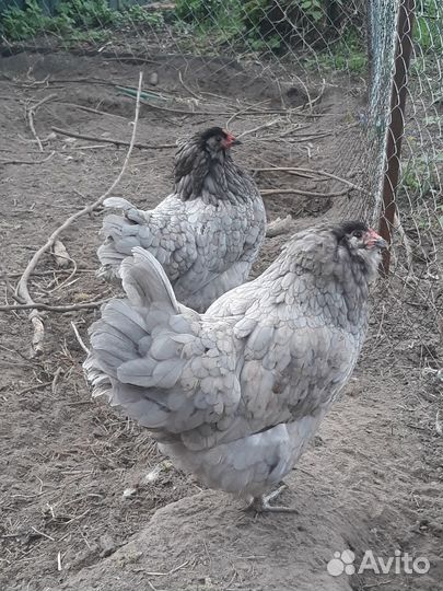 Амераукана