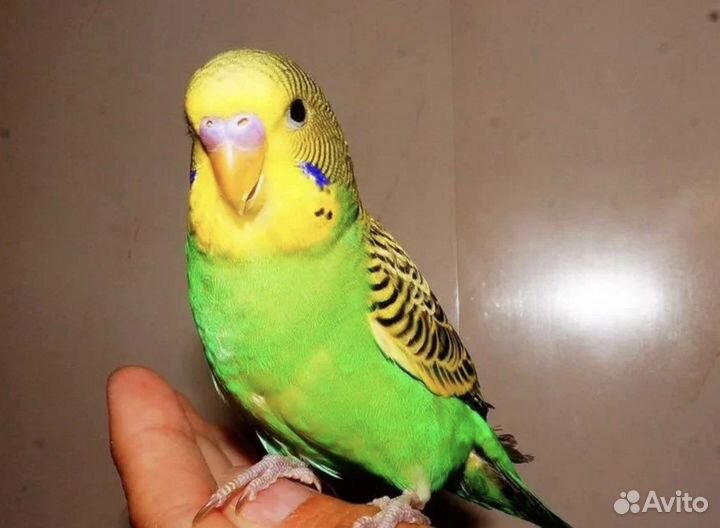 Ожереловый попугай, волнистые птенцы